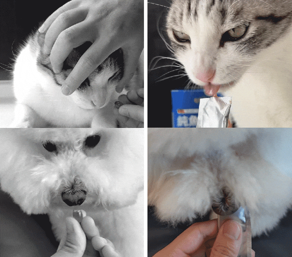4.gif